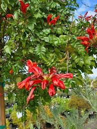 Image result for Tecoma capensis