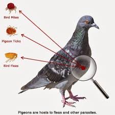 Awesome price & the best for pest control. Bird Control Pigeon Deterrent Blog
