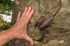When it comes to scorpions, it's the small ones you need to watch out for |  Science | AAAS