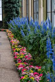 Image result for Coleus thyrsoideus