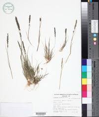 Image result for Enneapogon scoparius