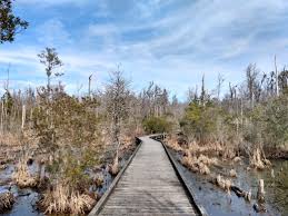 Goose creek state park the eight miles of trails at goose creek state park lead visitors through a broad range of coastal experiences—live oaks draped in spanish moss, wetlands along the pamlico sound and a cypress swamp viewed from an extensive boardwalk. Goose Creek State Park Nc Camping