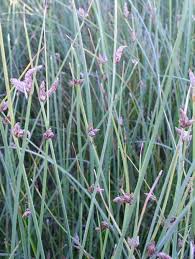 Image result for Schoenoplectus sp.no.3