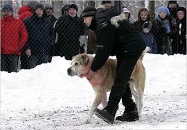 Checkout the central asian shepherd (alabai) dogs to buy at very affordable rate near you here at dogspot.in. A Brutal Sport Is Having Its Day Again In Russia The New York Times
