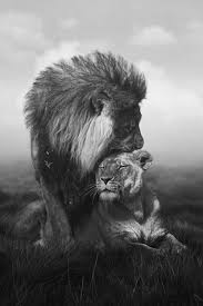 Black And White Lion And Lioness Picture Paradox Animals Animals Beautiful Cute Animals