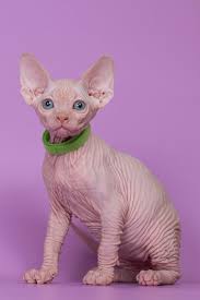 Shop hairless cat onesies created by independent artists from around the globe. Male Sphynx Kittens Online Shop