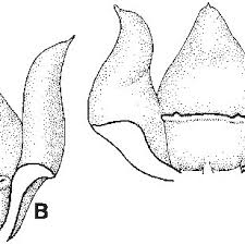 Image result for Secamone dewevrei