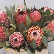 Pin On Africa African Native Plants And Flowers