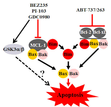 Image result for BCL2 Inhibitor