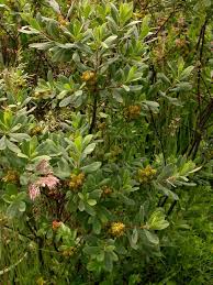 Image result for Myricaceae