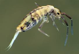 Image result for Entada mossambicensis