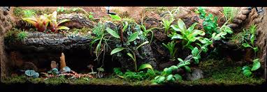 Alibaba.com offers 1,765 decorative garden lizards products. Plants In The Lizard Terrarium Infolific