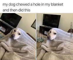 Meme Center Largest Creative Humor Community Funny Animal Jokes Cute Animal Memes Funny Animal Pictures