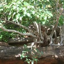 Image result for Ficus abutilifolia