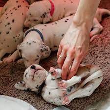 Akc S Guide To Responsible Dog Breeding American Kennel Club