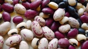 Here's what you should know about the shelf life and storage of dried beans. How To Grow Dry Shelling Beans Finegardening