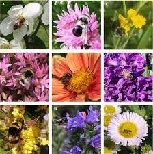 Flat top flowers that allow bees to land and walk, and tubular flowers often do the trick. High Honeybee Abundances Reduce Wild Bee Abundances On Flowers In The City Of Munich Springerlink
