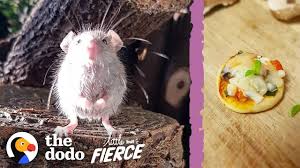 Female mice enter a period of estrus, or are in heat, every four to five days. Tiny Baby Mouse Found Tucked Into Blankets The Dodo Little But Fierce Youtube