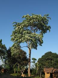 Image result for Holarrhena floribunda