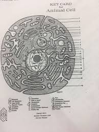 Biology analogy 1 answer key: Key Card For Animal Cell 21 14 Hole Or Annali Golpi Chegg Com
