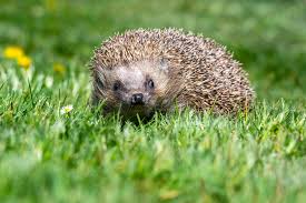 Nein, denn schon ein kleiner igel hat etwa 100 stacheln. Trockene Sommer Igel Verhungern Und Verdursten