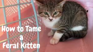Taming a feral kitten can take 3 to 6 weeks depending on how well the kitten adapts. Tips On Taming A Feral Kitten Alltop Viral