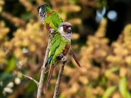 Image result for Pycreus permutatus