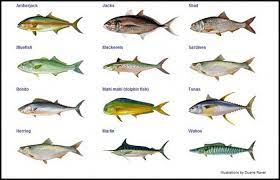 Namun, anda perlu waspada, karena tidak semua ikan bermanfaat untuk tubuh anda dan malah berbahaya. Ikan Sebagai Pangan 6 Cegah Keracunan Histamin Halaman 1 Kompasiana Com