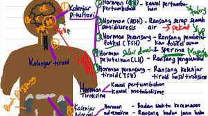June 13, 2016, 4:11 p.m. Biologi Bab 3 Bahagian 6 Endokrin Manusia Spm Tingkatan 5 Youtube
