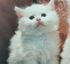للبيع قط شيرازي cats animals
