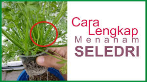Cara menanam bawang daun cukup simpel, bisa diaplikasikan di lahan terbatas atau pekarangan. Cara Menanam Seledri Dalam Polybag Youtube