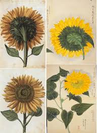 FLOS, 花, BLUME, FLOWER, 華，FLEUR, FLOR, ЦBETOK, FIORE: 9月 2016