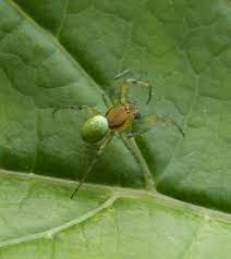We are in houston, tx area. Cucumber Green Orb Spider Naturespot