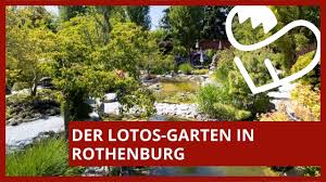 Der Lotos Garten In Rothenburg Die Schonheit Asiens Vor Der Haustur Youtube