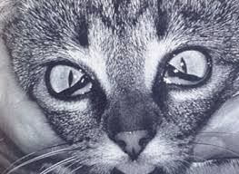 Cats have a third eyelid, the nictitating membrane, which is a thin cover that closes from the side and appears when the cat's eyelid opens. Subtle Signs Of Illness Veazie Vet