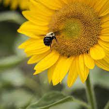 Sunflower Vincent S Fresh F1 Beautiful Photography Nature Flower Seeds Gardening For Beginners