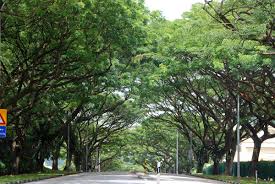 Rain trees, established here in singapore in 1999, is an independent, international community reviews (6). National Parks Singapore Rain Tree Samanea Saman Singapore Garden Landscape Design Tree