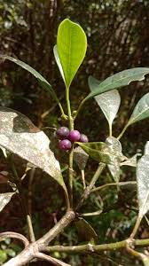 Image result for Craterispermum