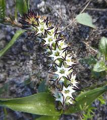 Image result for Wurmbea