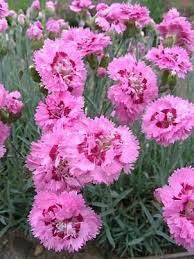 Pin On Flowers Carnations Dianthus Sweet William Pink