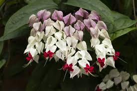 Image result for Clerodendrum silvanum