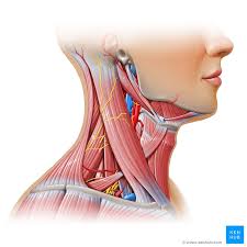 This acts as the bony framework by which the muscles of the chest, upper back and shoulder connect the upper limb to the trunk of the body and control it's movements.the clavicle connects to the sternum via the sternoclavicular joint and to the scapula by. Neck Muscles Anatomy List Origins Insertions Action Kenhub