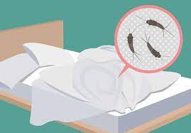 Die bettwäsche ist bei mindestens 60 grad. Was Hilft Gegen Silberfische Im Bett 7 Tipps Gegen Silberfische