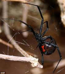 Amazing southern black widow spiders for sale at the lowest prices only at underground reptiles. Britain Faces Black Widow Spider Invasion As Hordes Of Alien Bugs Now Thrive In Our Warmer Climate Daily Mail Online
