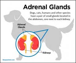 After examining your dog and taking a full medical history, your vet can conduct blood tests to check the levels of liver enzymes, albumin, blood urea nitrogen (bun), bilirubin, cholesterol, glucose, and a range of other substances. Addison S Disease In Dogs Bluepearl Pet Hospital