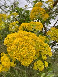 Image result for Aeschynomene mossambicensis