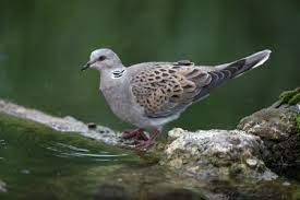 Turtle Dove Facts Turtle Dove Information Twootz Com