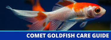 How big can goldfish get ,there is a very important issue that the people who feed they should know. The Comet Goldfish Care Guide Fact Sheet Breeding Behavior Etc