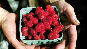 Prune fall bearing raspberries back to ground level each fall or winter after the plants go dormant. Raspberry Canes Last Long Time Plant Good Ones