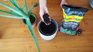 Standort & richtige pflege vielseitiger nutzen anwendungsbereiche. Sukkulenten Umtopfen Video Anleitung Tipps Plantura